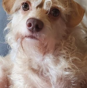 Meet your Posher, Artemio